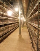 Новая птицефабрика в Алматинской области